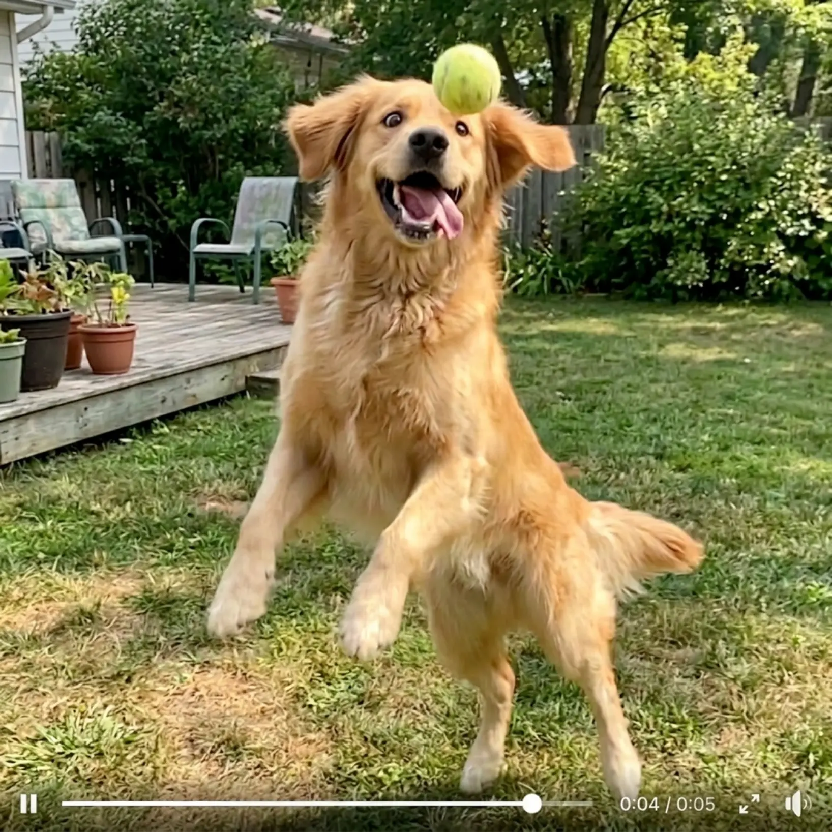 Lift Image to Video AI turning a phone photo of a golden retriever into a five-second clip Lift Image to Video AI turning a phone photo of a golden retriever into a five-second clip