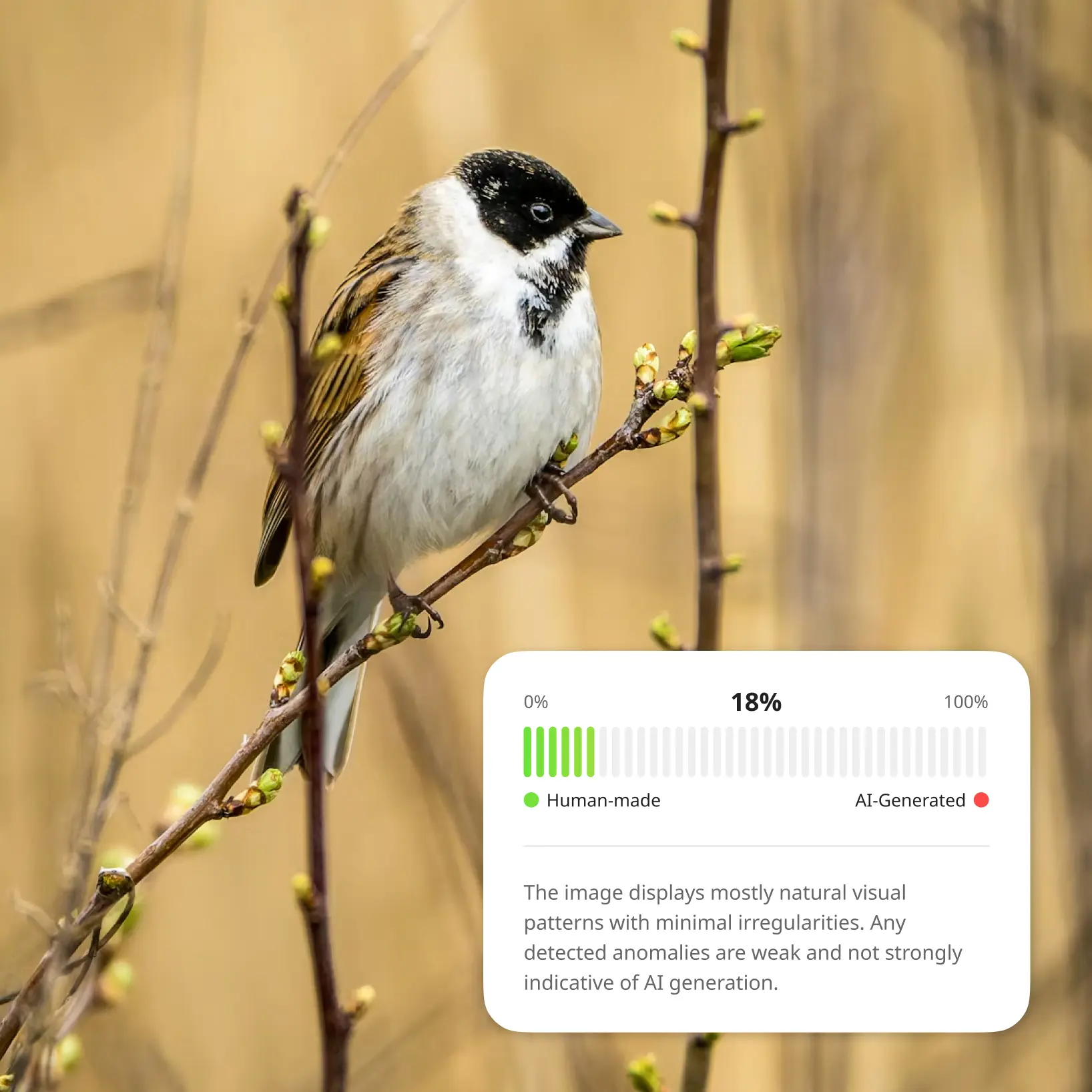 Lift AI Image Checker for social media users, journalists, educators, and businesses