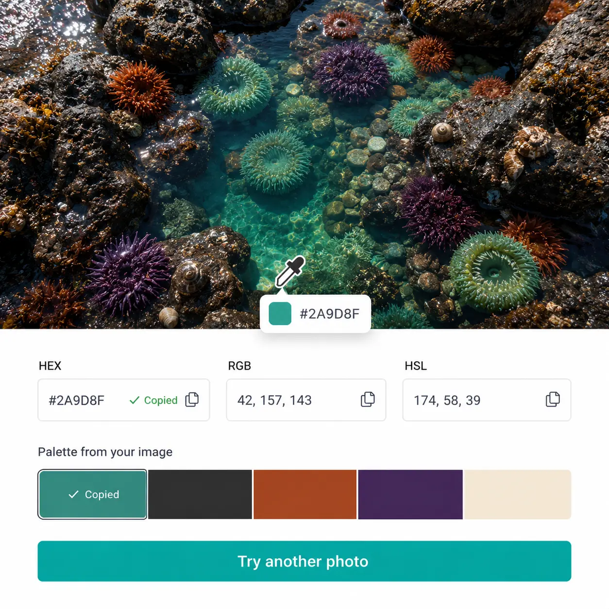 Color picker from image on a tide pool with sea urchins showing HEX code #2A9D8F and extracted palette