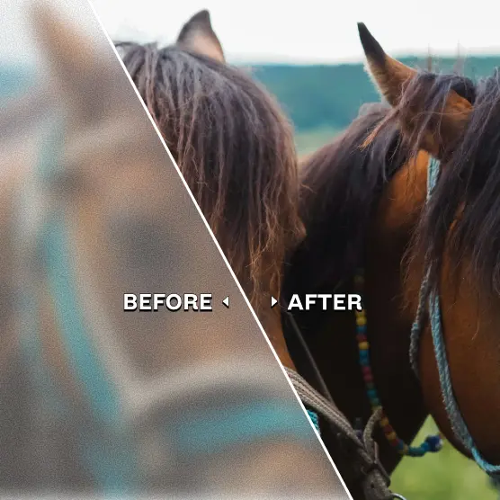 Diagonally split image: blurry heads of two horses on the left, clear and detailed on the right.